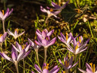 Fleißige Honigbienen im Frühling 2023 (Foto: Martin Dühning)