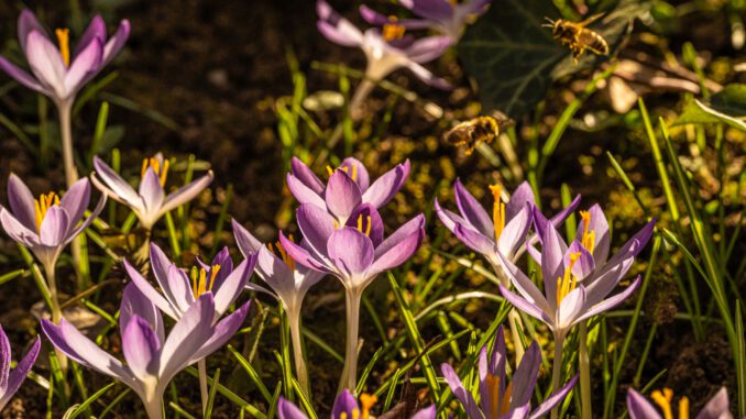 Fleißige Honigbienen im Frühling 2023 (Foto: Martin Dühning)