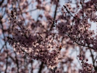 Blütenträume im März 2023 (Foto: Martin Dühning)