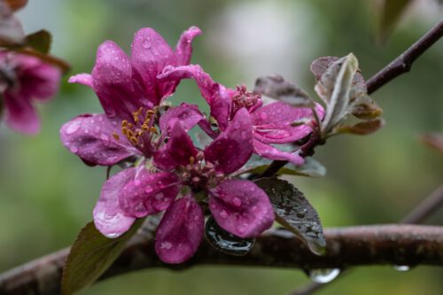 Redlove-Blüten im Regen (Foto: Martin Dühning)
