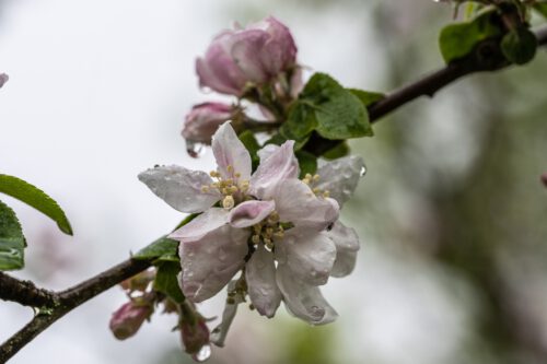 Weiße Apfelblüten im Regen des 28. April 2023 (Foto: Martin Dühning)