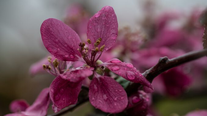 Rotapfelblüte im Regen im April 2023 (Foto: Martin Dühning)