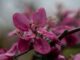 Rotapfelblüte im Regen im April 2023 (Foto: Martin Dühning)