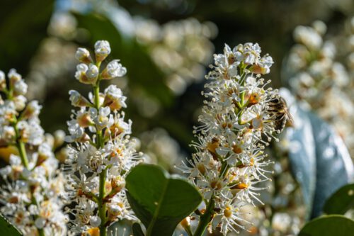 Kirschlorbeerblüte (Foto: Martin Dühning)