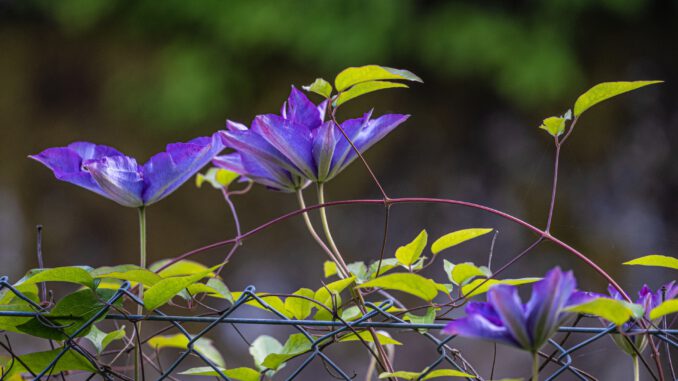 Waldreben blühen am Gartenzaun (Foto: Martin Dühning)