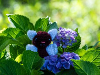 Fledermaus Nuuba Hop versteckt sich in blauen Hortensienblüten ... (Foto: Martin Dühning)