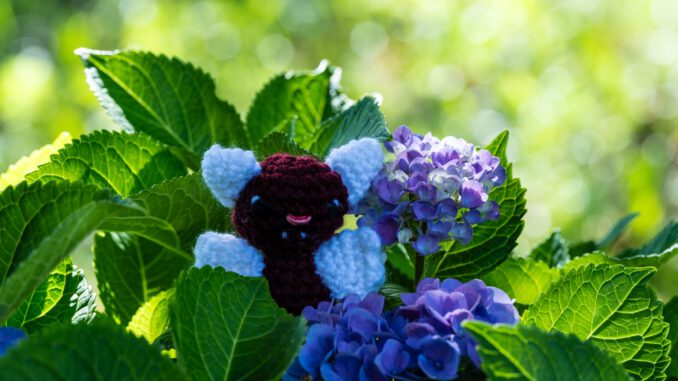 Fledermaus Nuuba Hop versteckt sich in blauen Hortensienblüten ... (Foto: Martin Dühning)
