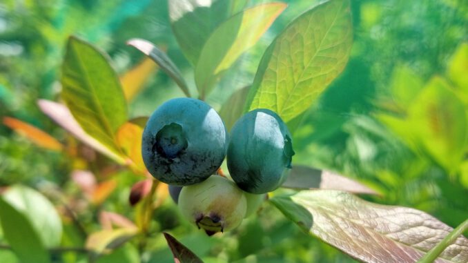 Blaubeeren im heimischen Garten 2023 (Foto: Martin Dühning) Blaubeeren im heimischen Garten 2023 (Foto: Martin Dühning)