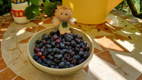 Klein-Luisa kann sich auf viele Blaubeeren freuen in diesem Jahr (Foto: Martin Dühning)