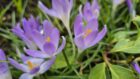 Krokusse im Februar 2024 (Foto: Martin Dühning)