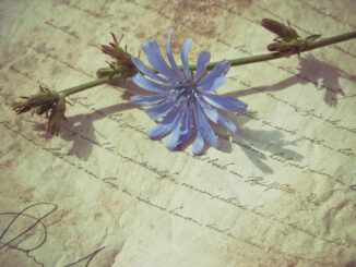 Flower Poem (Foto: Ylanite Koppens via Pexels)