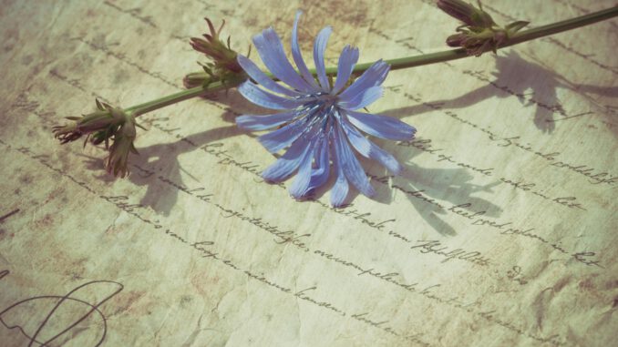 Flower Poem (Foto: Ylanite Koppens via Pexels)