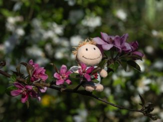 Kara erfreut sich an Apfelblüten (Foto: Martin Dühning)