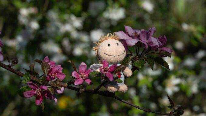 Kara erfreut sich an Apfelblüten (Foto: Martin Dühning)