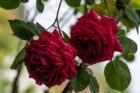 Meines Urgroßvaters Rosen im Mai 2024 (Foto: Martin Dühning)