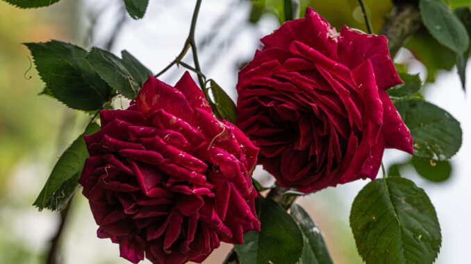 Meines Urgroßvaters Rosen im Mai 2024 (Foto: Martin Dühning)