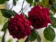 Meines Urgroßvaters Rosen im Mai 2024 (Foto: Martin Dühning)