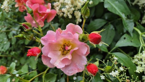 Jazz-Rosen und Holunderblüten (Foto: Martin Dühning)