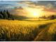 Goldene Felder im Juni (Grafik: Martin Dühning)