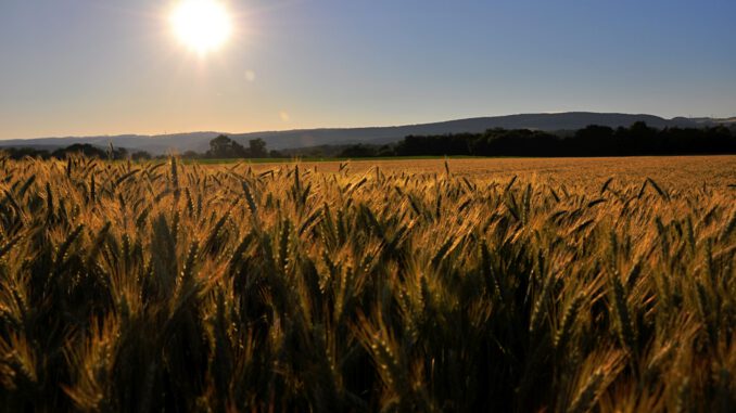 Sommerliches Kornfeld aus den alten Oberlauchringer Zeiten (Foto: Martin Dühning)