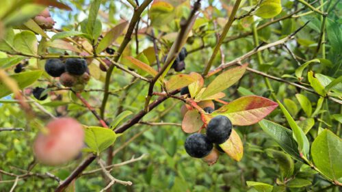Dieses Jahr gibt es deutlich weniger Blaubeeren als in den Vorjahren (Foto: Martin Dühning).