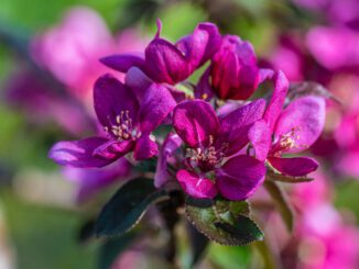 Apfelblüte der Lubera Redlove Era am Ostersonntag 2025 (Foto: Martin Dühning)