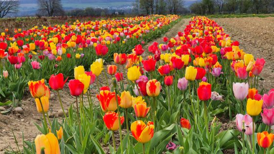 Ein Feld voller blühender Tulpen bei Oberlauchringen am 13. April 2025 (Foto: Martin Dühning)