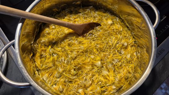 Blütenkelche der Löwenzahnblüten werden aufgekocht (Foto: Martin Dühning).