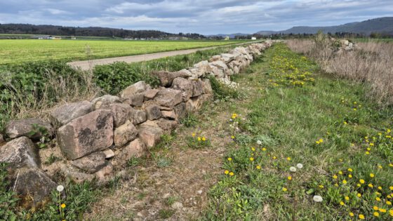 Die große Trockenmauer bei Oberlauchringen (Foto: Martin Dühning)