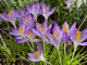 Blühende Krokusse im März 2026 (Foto: Martin Dühning)
