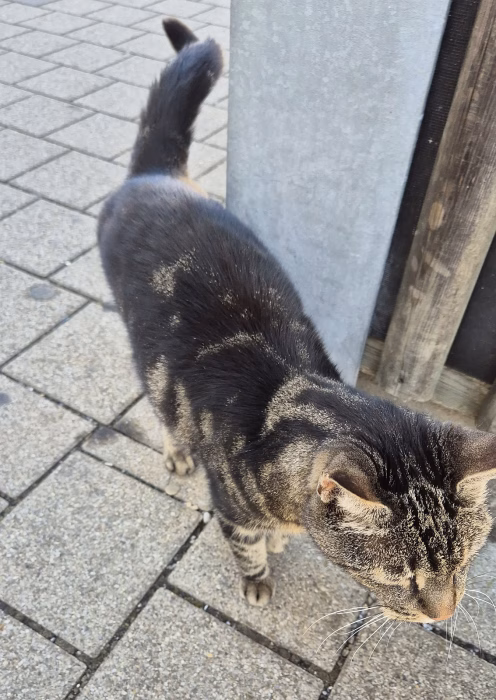 Die Edeka Katze - möchte lieber gestreichelt als fotografiert werden (Foto: Martin Dühning)
