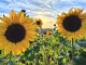Spätsommerliche Sonnenblumen bei einem Feld bei Oberlauchringen im September 2026 (Foto: Martin Dühning)